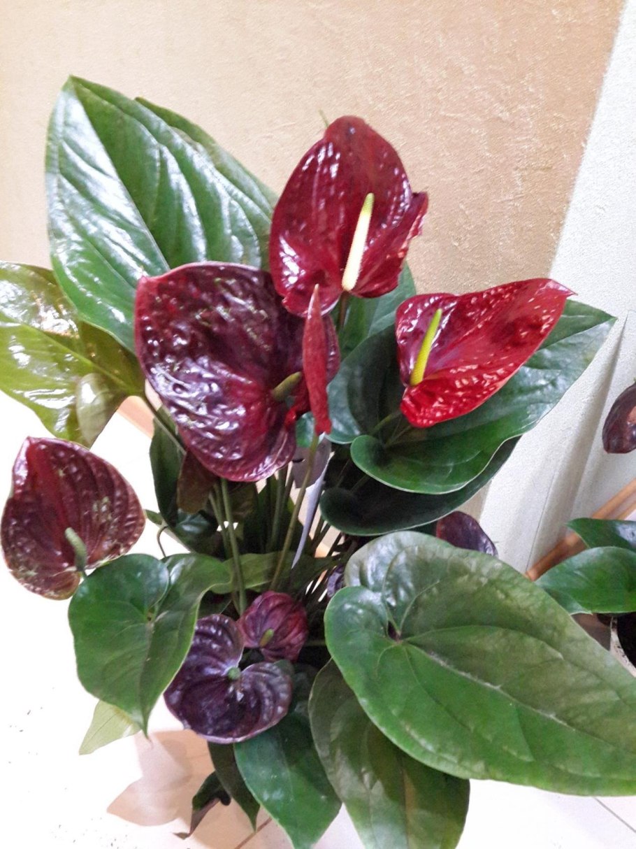 Антуриум Андре - Арамон