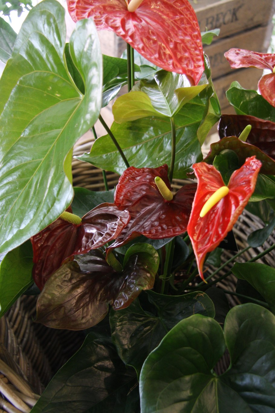 Антуриум Джангл Буш