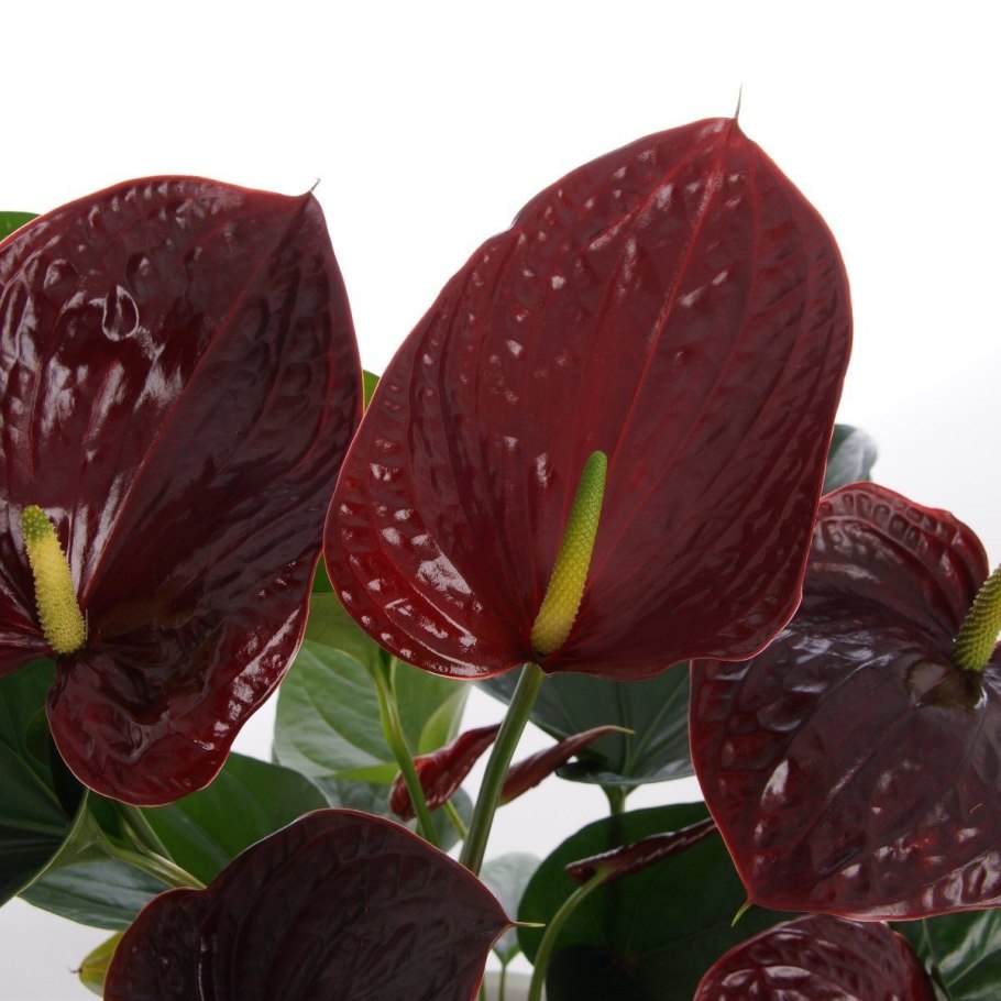 Антуриум Дакота и Отазу