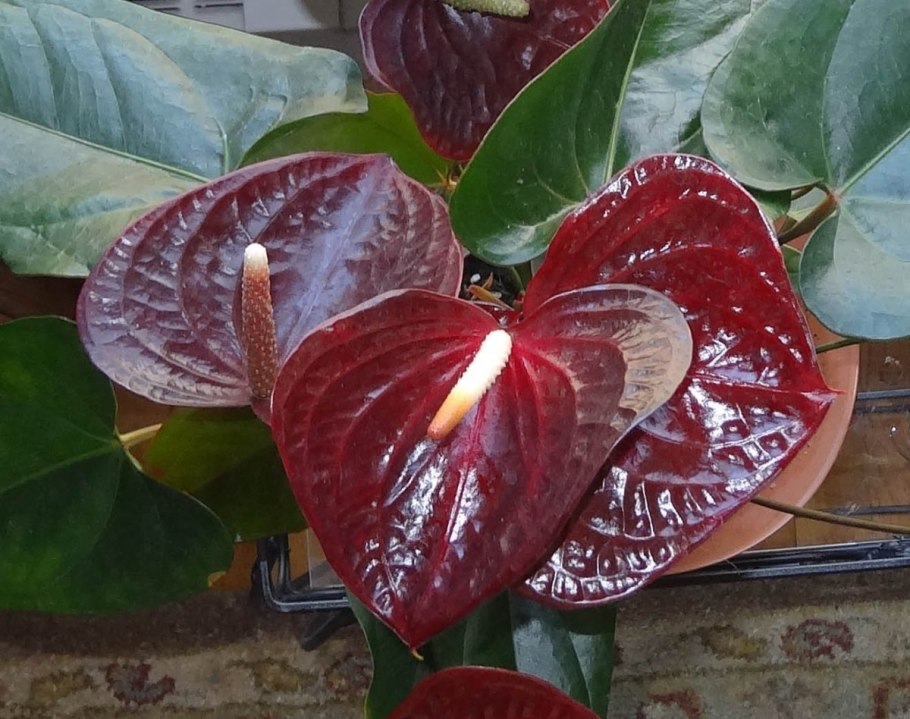 Антуриум Фламинго Браун