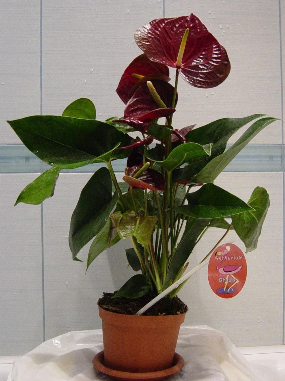 Антуриум Отазу Браун