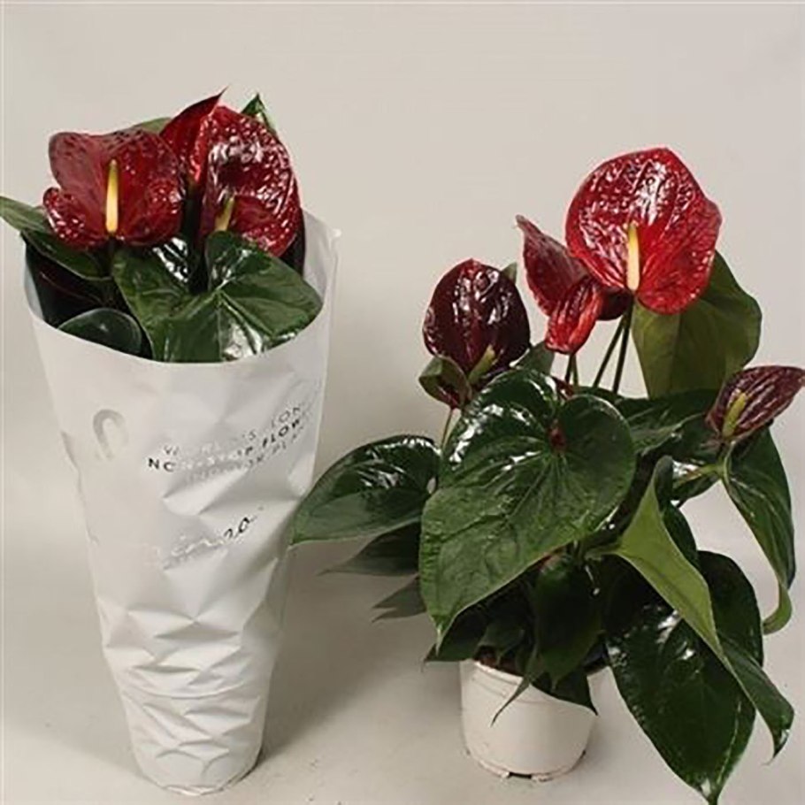 Антуриум Браун