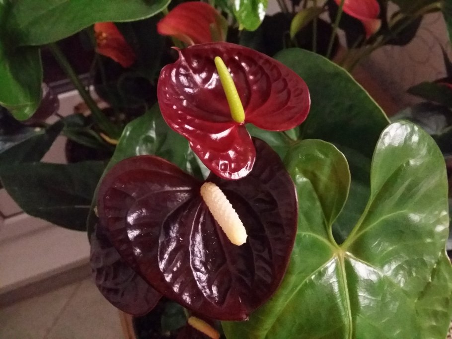 Антуриум Фламинго ред