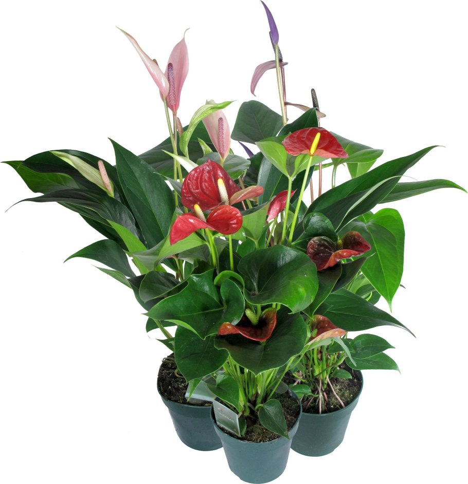 Антуриум Арамон