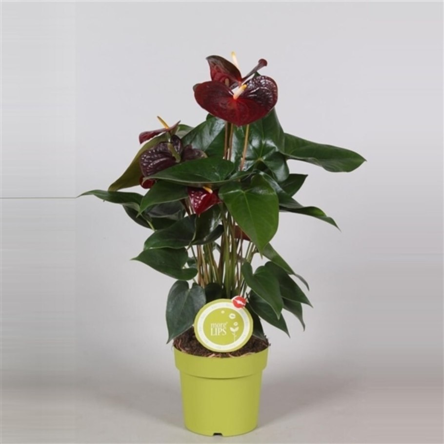 Антуриум Белиза