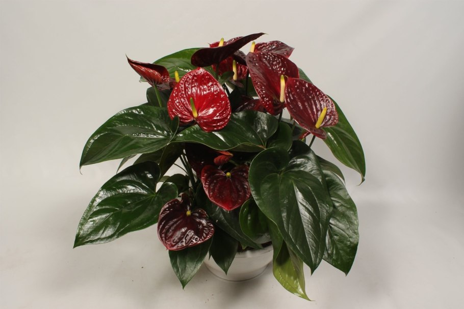 Антуриум Андре Блэк