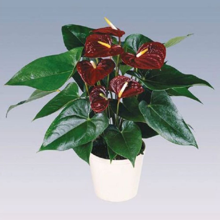 Антуриум Андре - Арамон