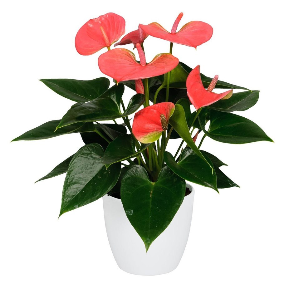 Антуриум Фламинго Браун