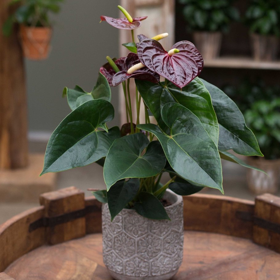 Антуриум Джоли пульс