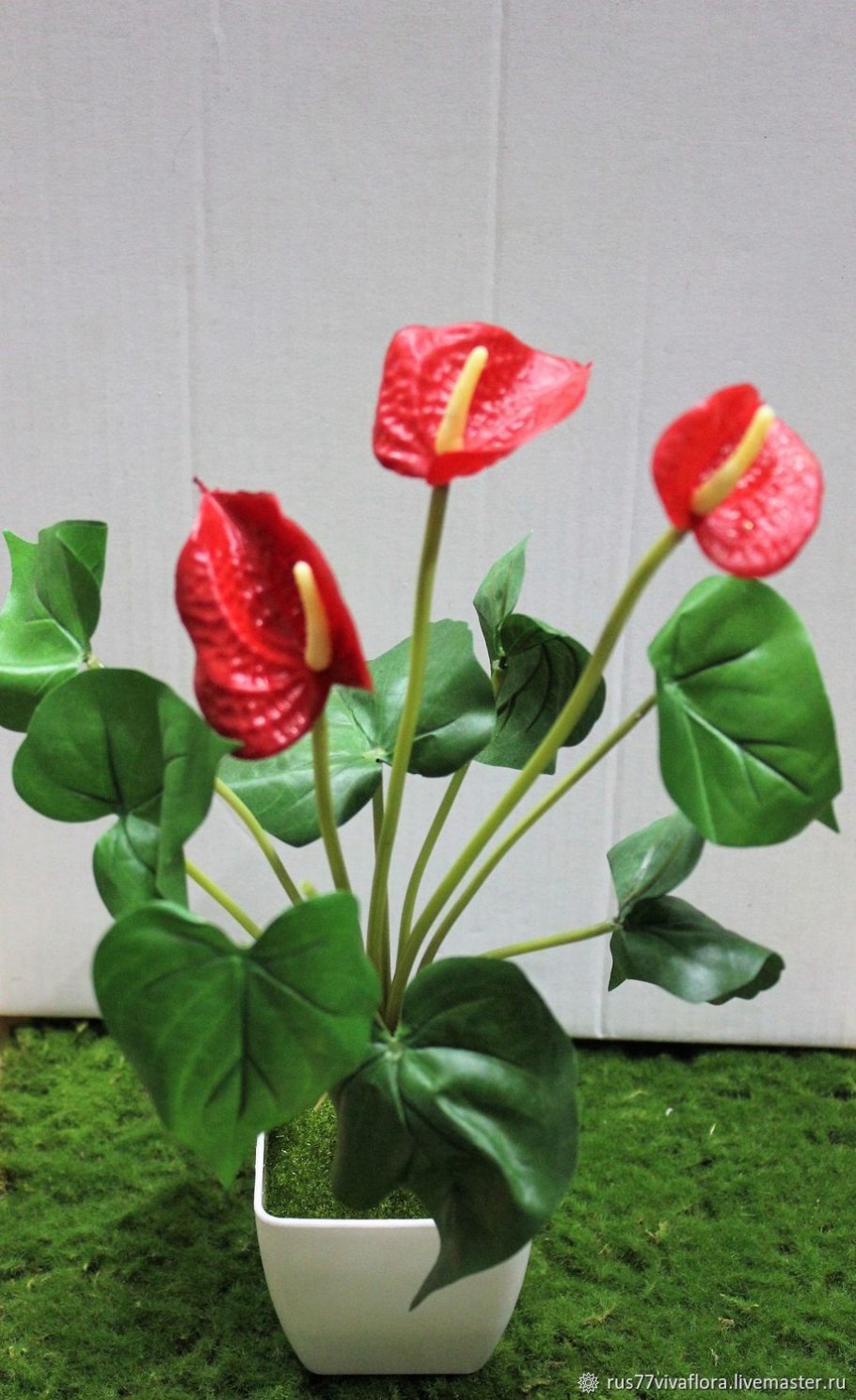 Антуриум пятилопастной