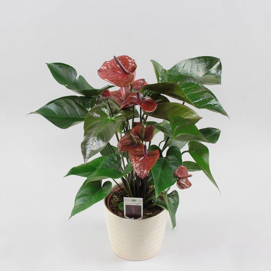 Антуриум Андрианум Джоли 2 цвета