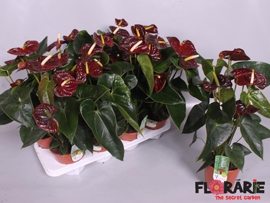 Антуриум Андре - Арамон