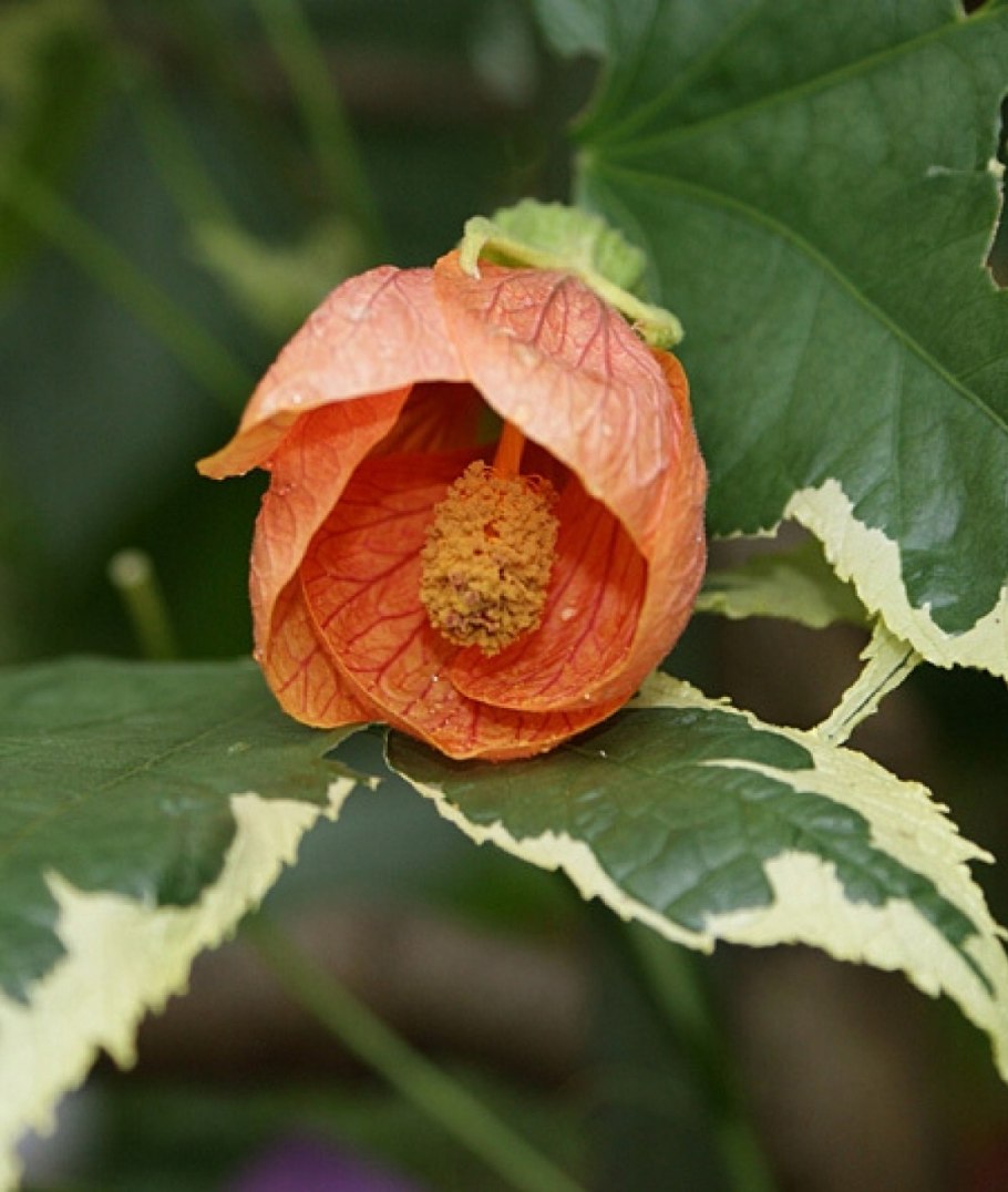 Абутилон сувенир де Бонн