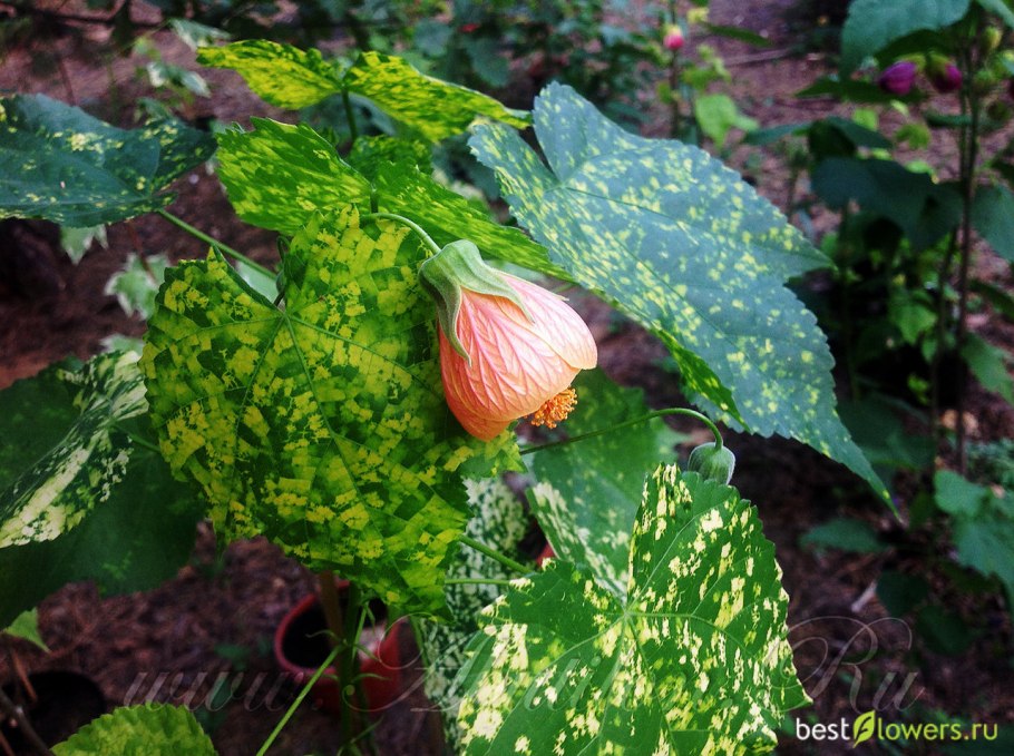 Абутилон Abutilon sellovianum