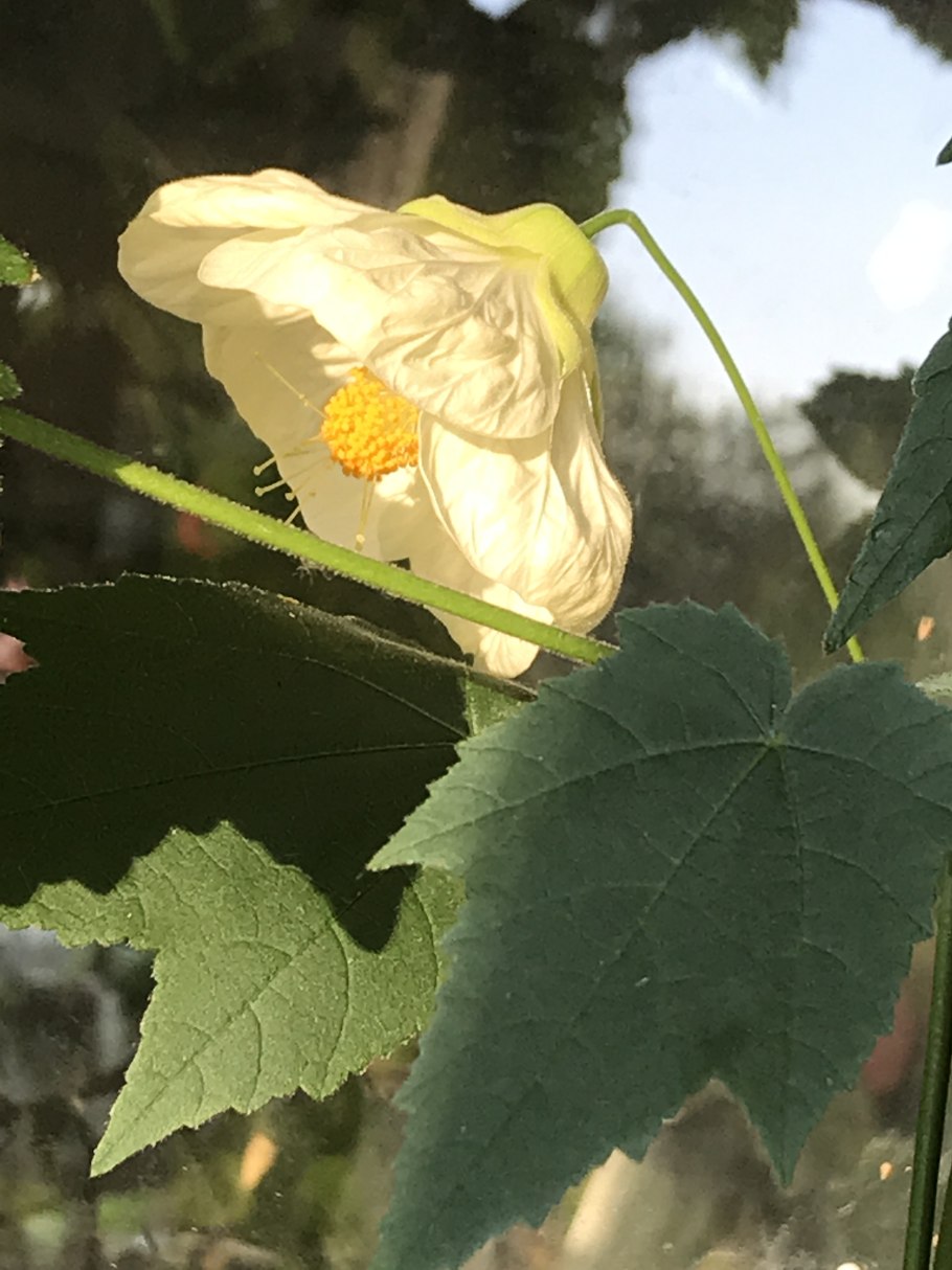 Абутилон тигровый