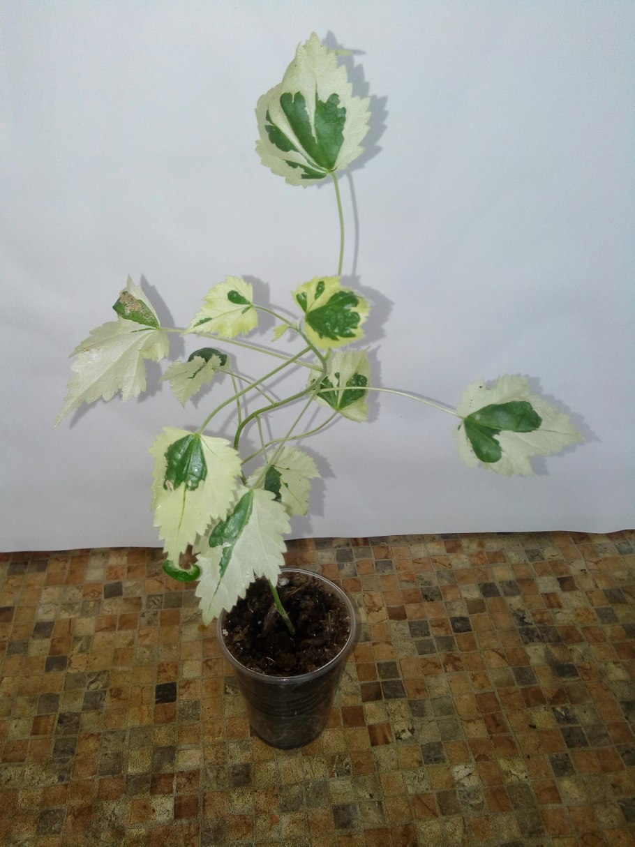 Абутилон фикус