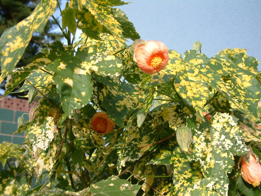 Абутилон pictum