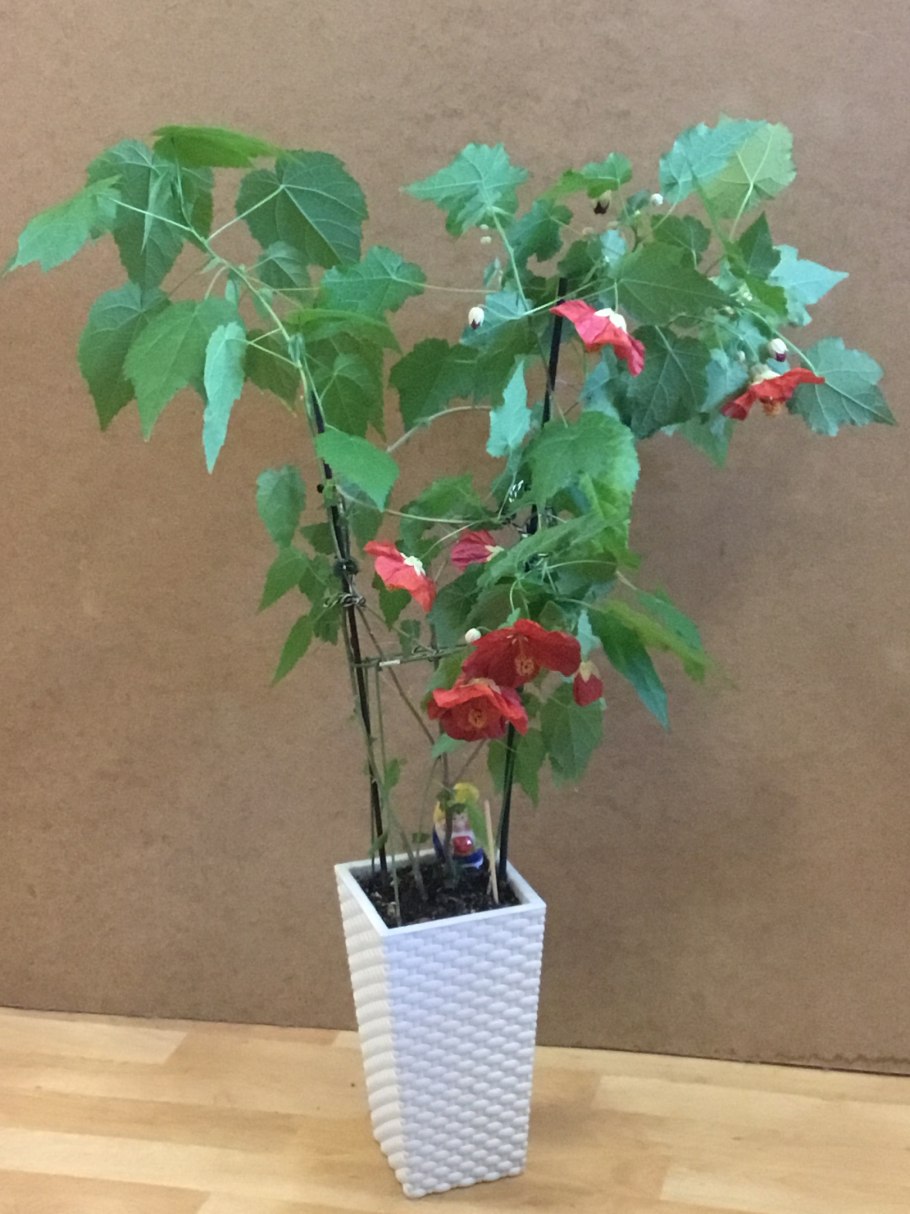 Абутилон Пиктум