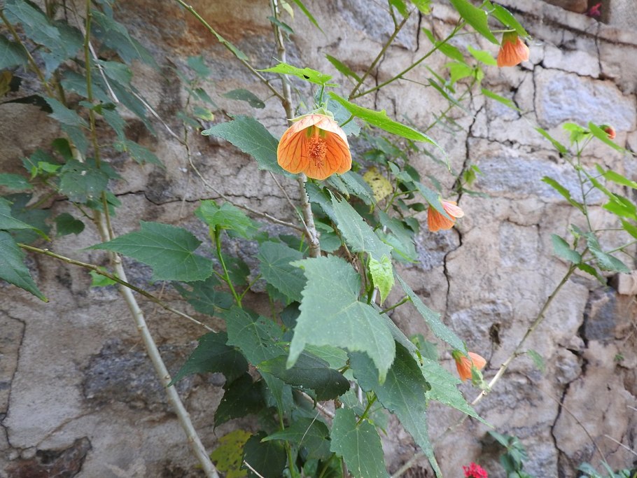 Абутилон Дарвина (Abutilon darwinii)