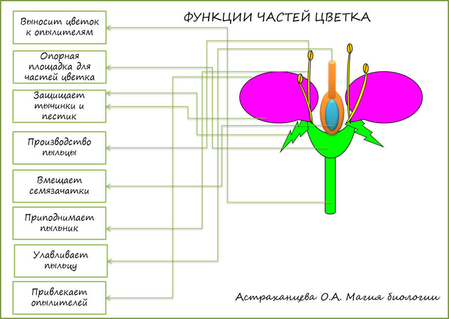 Пестики и тычинки у цветка