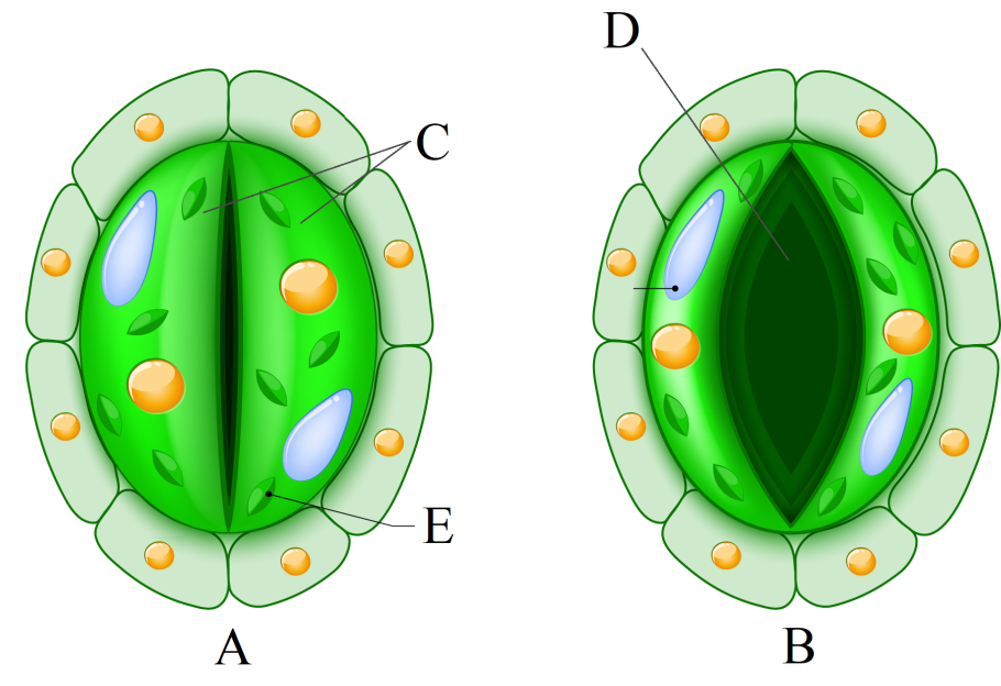 Диаграмма цветка двудольных и однодольных