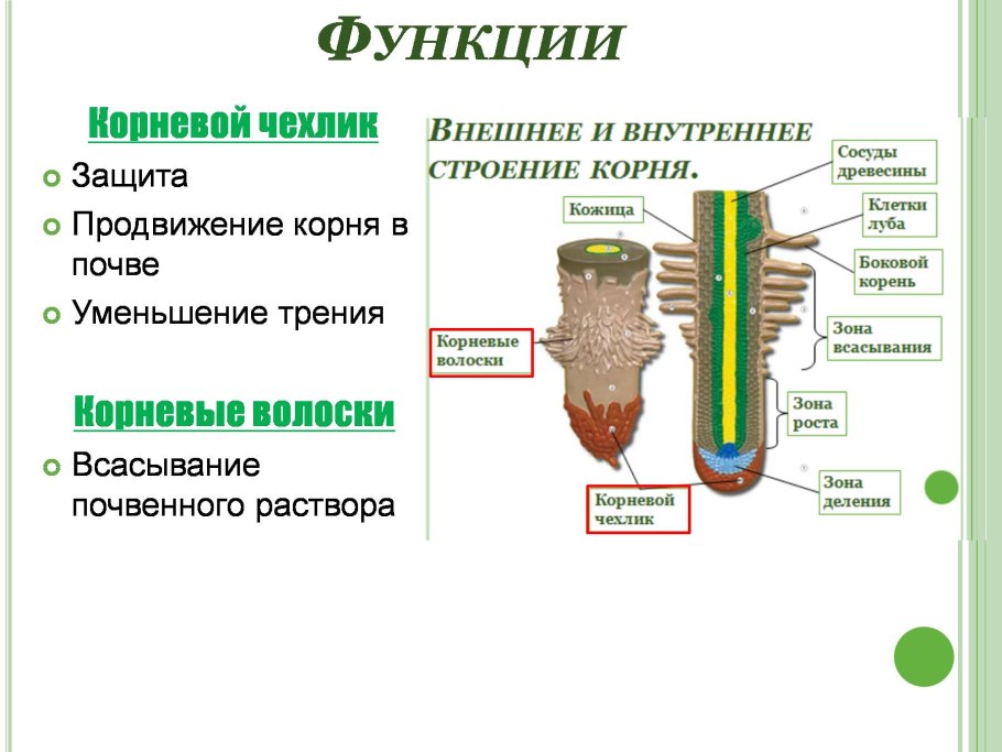 Строение побега хвойного растения