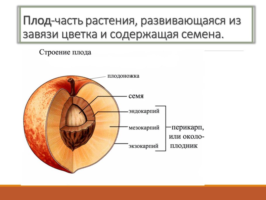 Схема строения растительной клетки