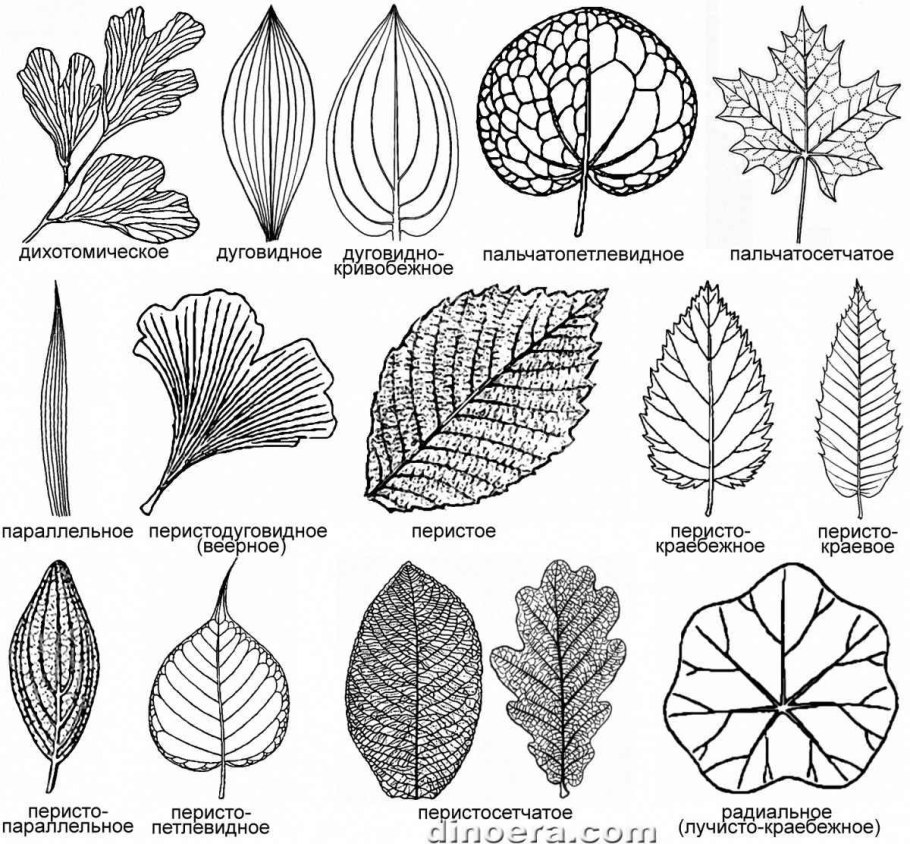 Сетчатое жилкование листьев