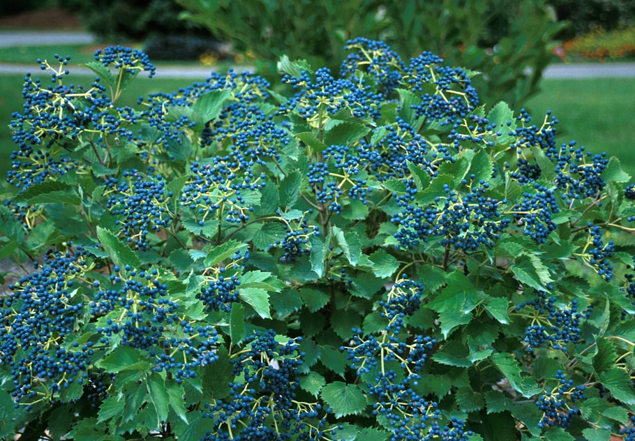 Каштан съедобный (Castanea Sativa)*