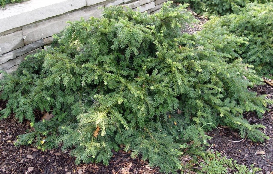 Тис ягодный Репанденс Ауреа