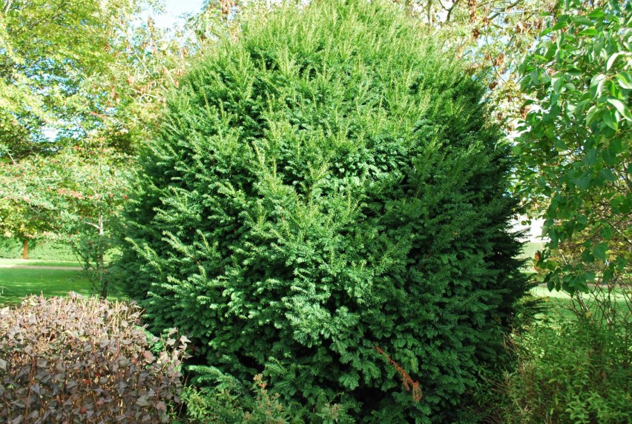Taxus baccata «repandens» (тис ягодный)
