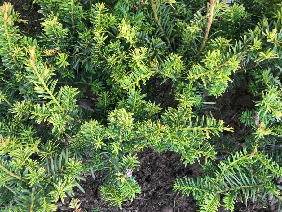 Тисс Taxus baccata