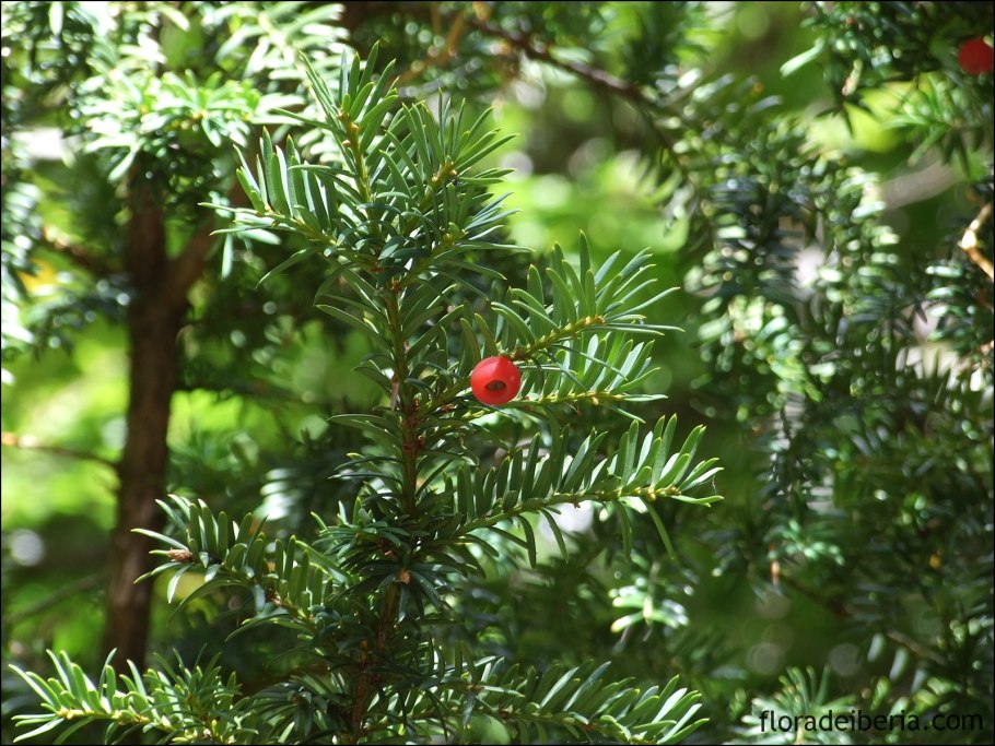 Taxus baccata 'repandens'