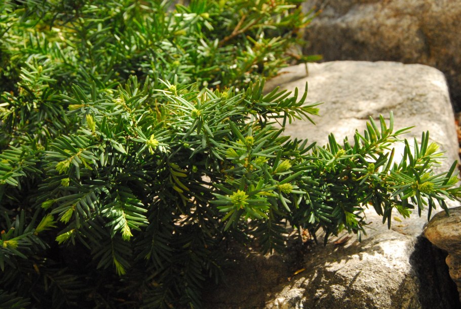 Тис ягодный Taxus baccata