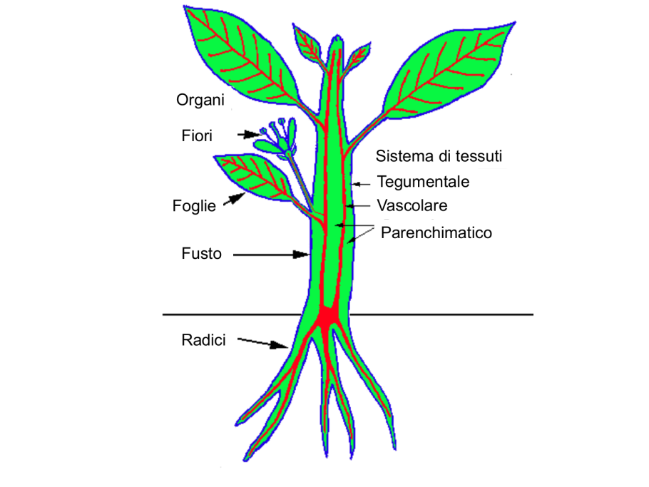 Органы растений. Дерево и его органы. Органы растений на английский.