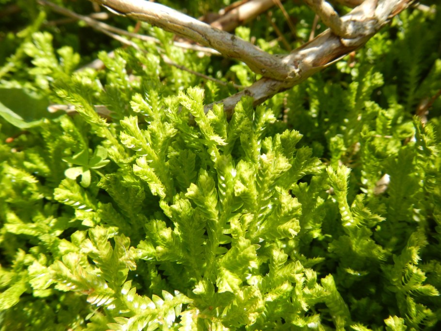 Selaginella lepidophylla