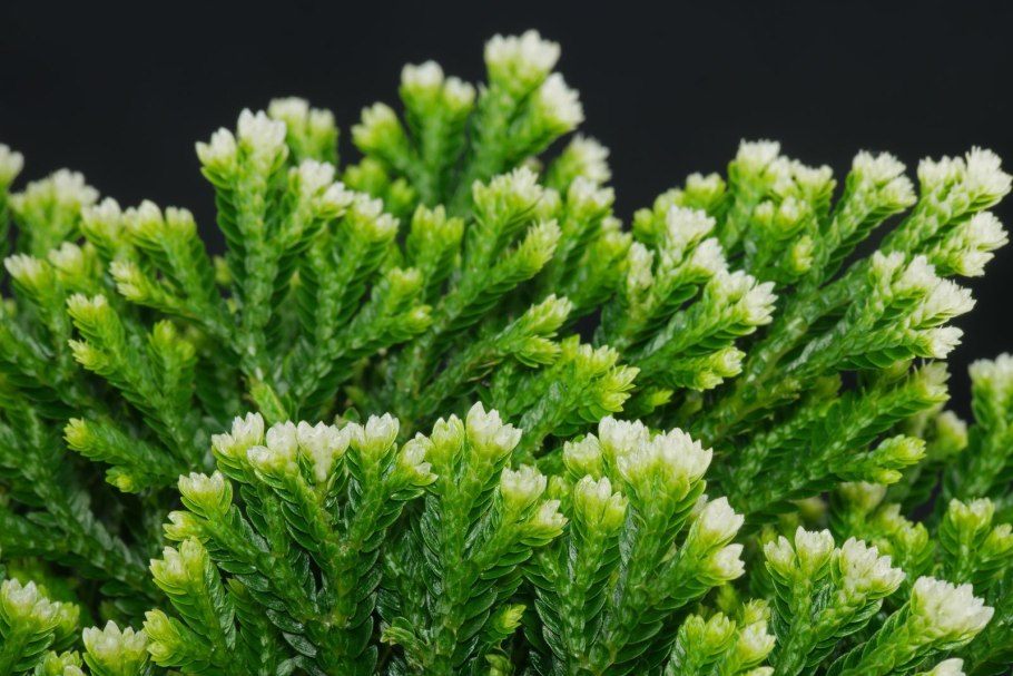 Селагинелла Краусса