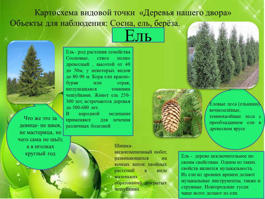 Какие леса занимают большую часть России