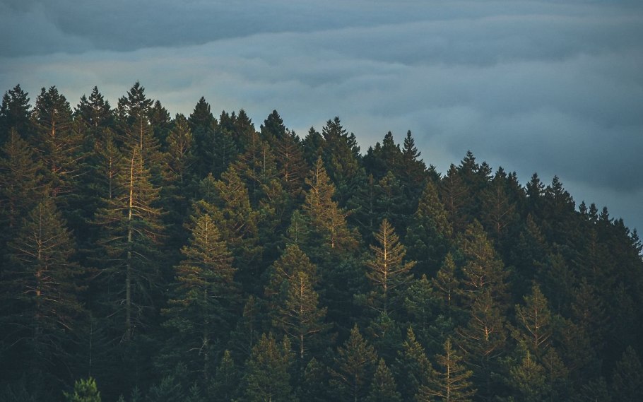 Плакат в защиту елочки