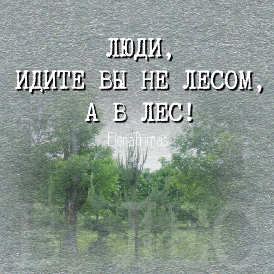 Смешные цитаты про лес