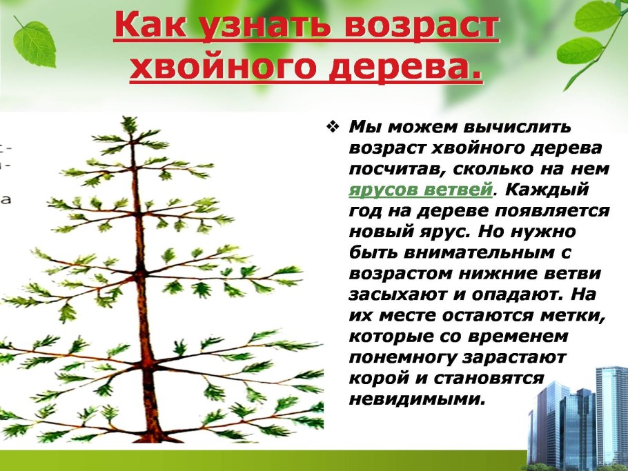 Человек в лесу