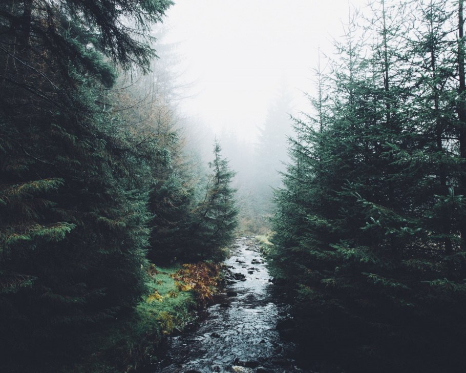 Лес Пинтерест