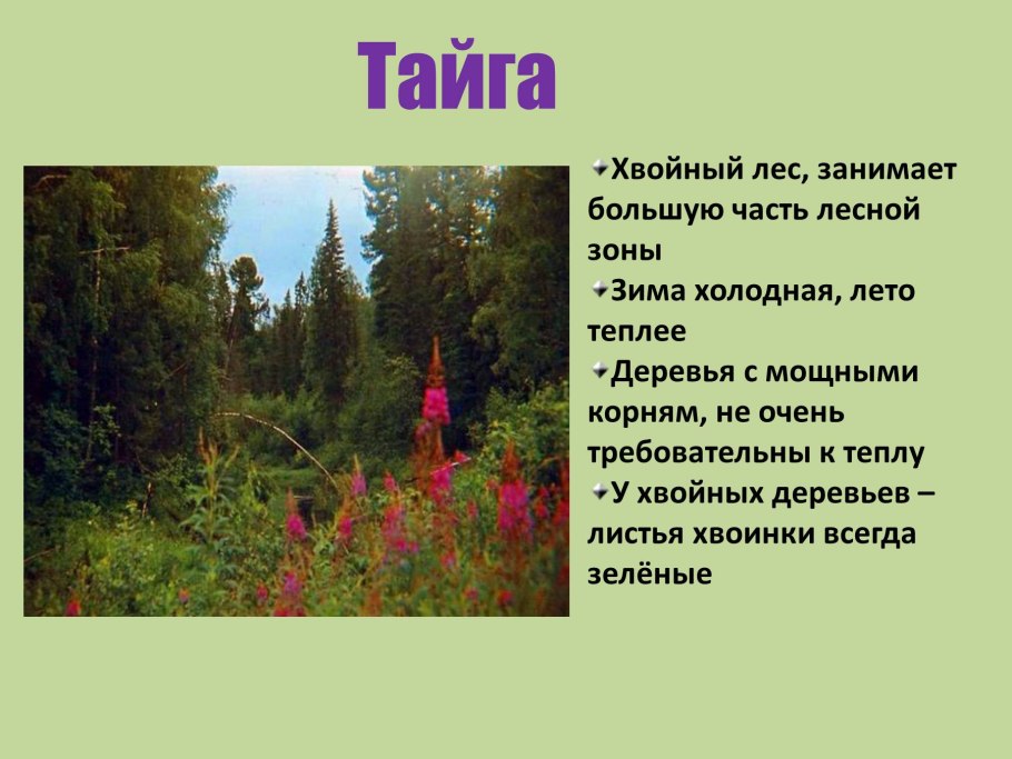 Презентация деревья нашего леса