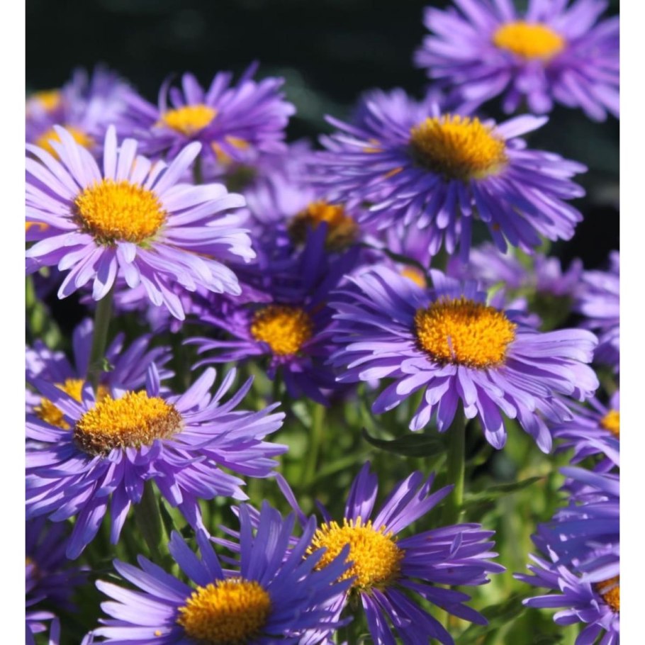 Астра Альпийская (Aster Alpinus) ‘Glory’