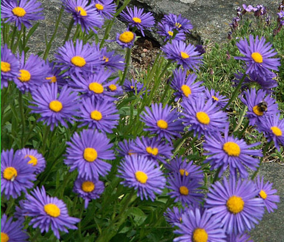 Астра Альпийская (Aster Alpinus Blue