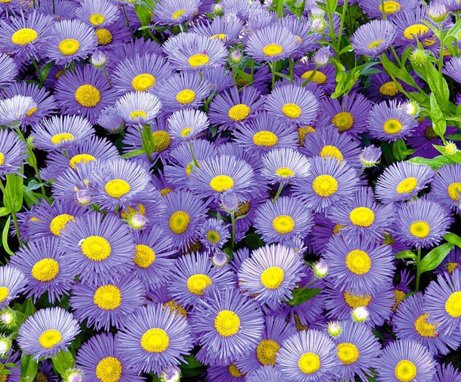 Астра Альпийская Иллирия