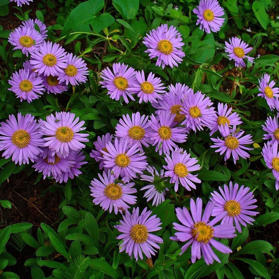 Астра Альпийская (Aster Alpinus)