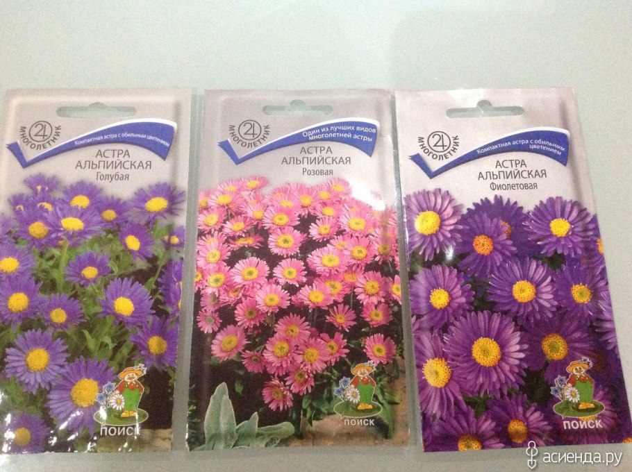 Астра Альпийская (Aster Alpinus)