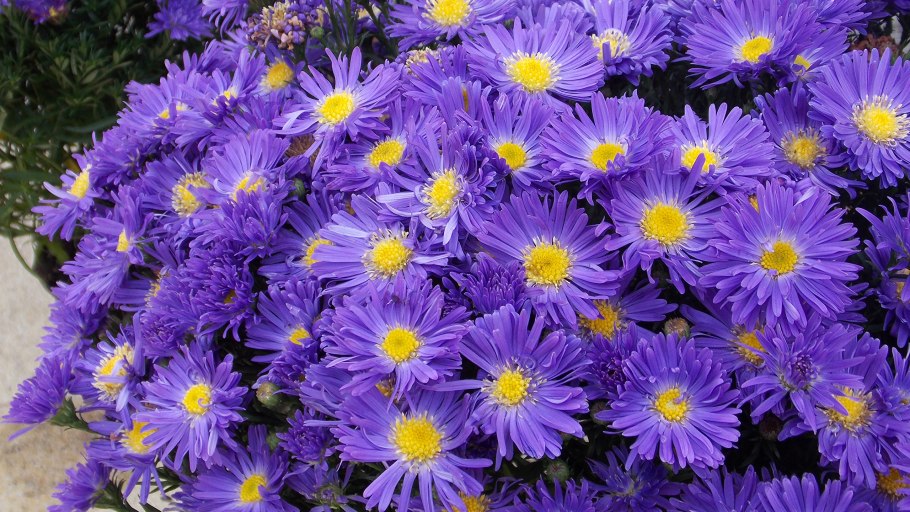 Астра многолетняя кустарниковая (Aster dumosus)