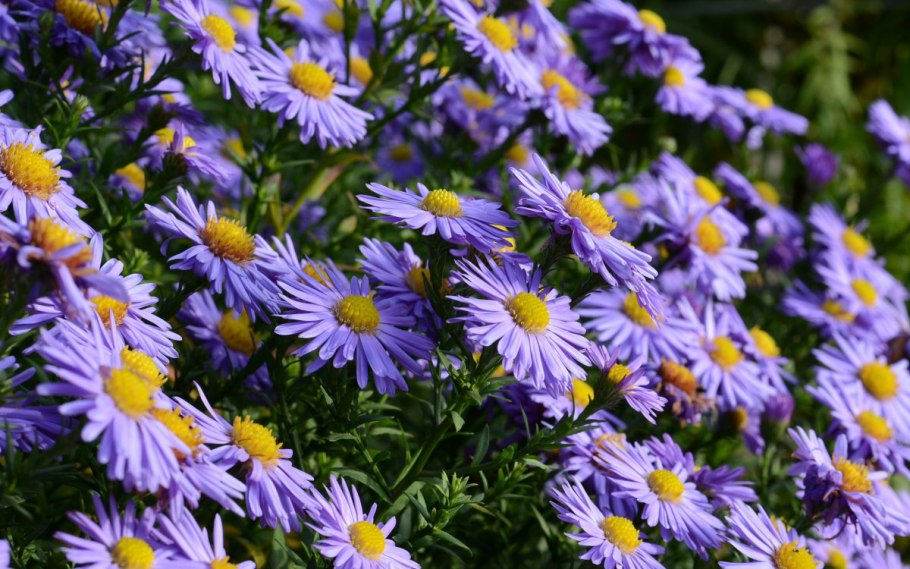 Семена Гавриш Альпийская горка Астра Альпийская голубая 0,1 г